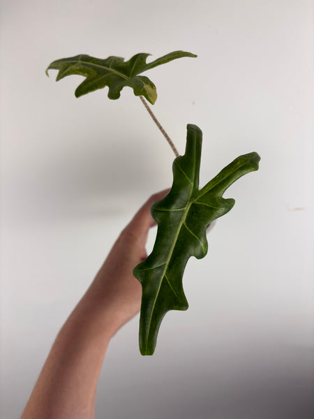 Alocasia portei variegated