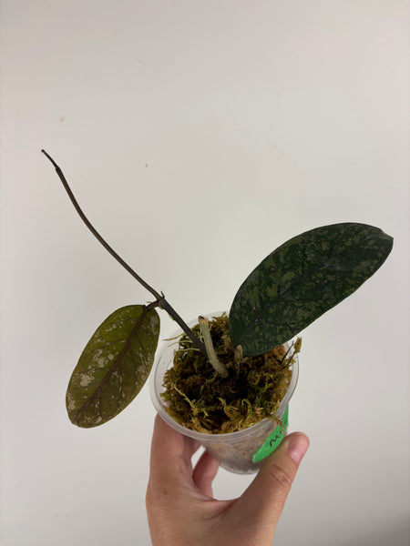 hoya sp aceh mustika 