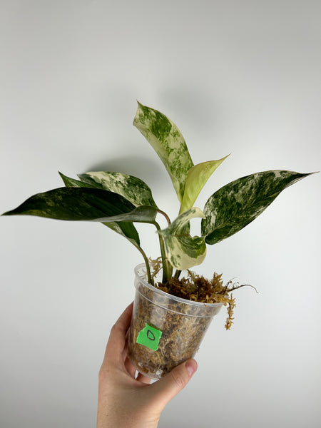 Aglaonema siam jade variegated D