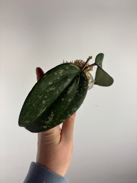 hoya latifolia snow queen A