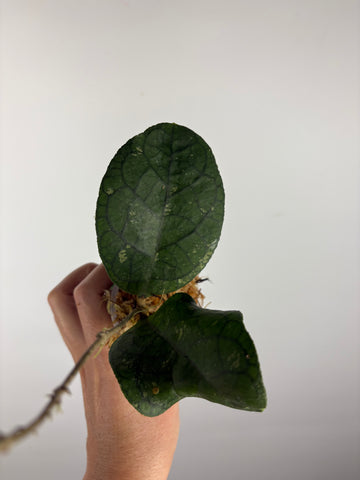 Hoya tanggamus round leaf 6