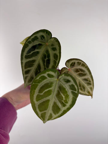 Anthurium silver blush x red crystal 5