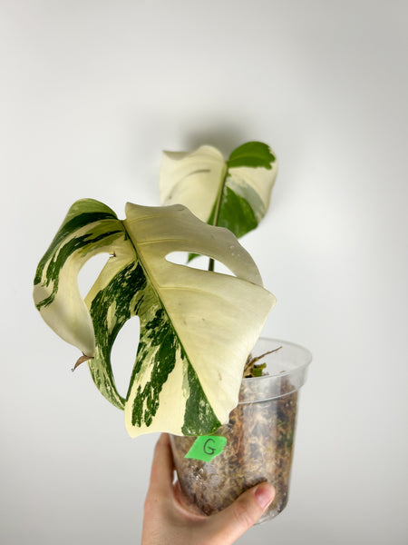 Monstera albo G