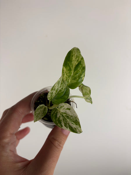 Epipremnum Pinnatum Marble Queen