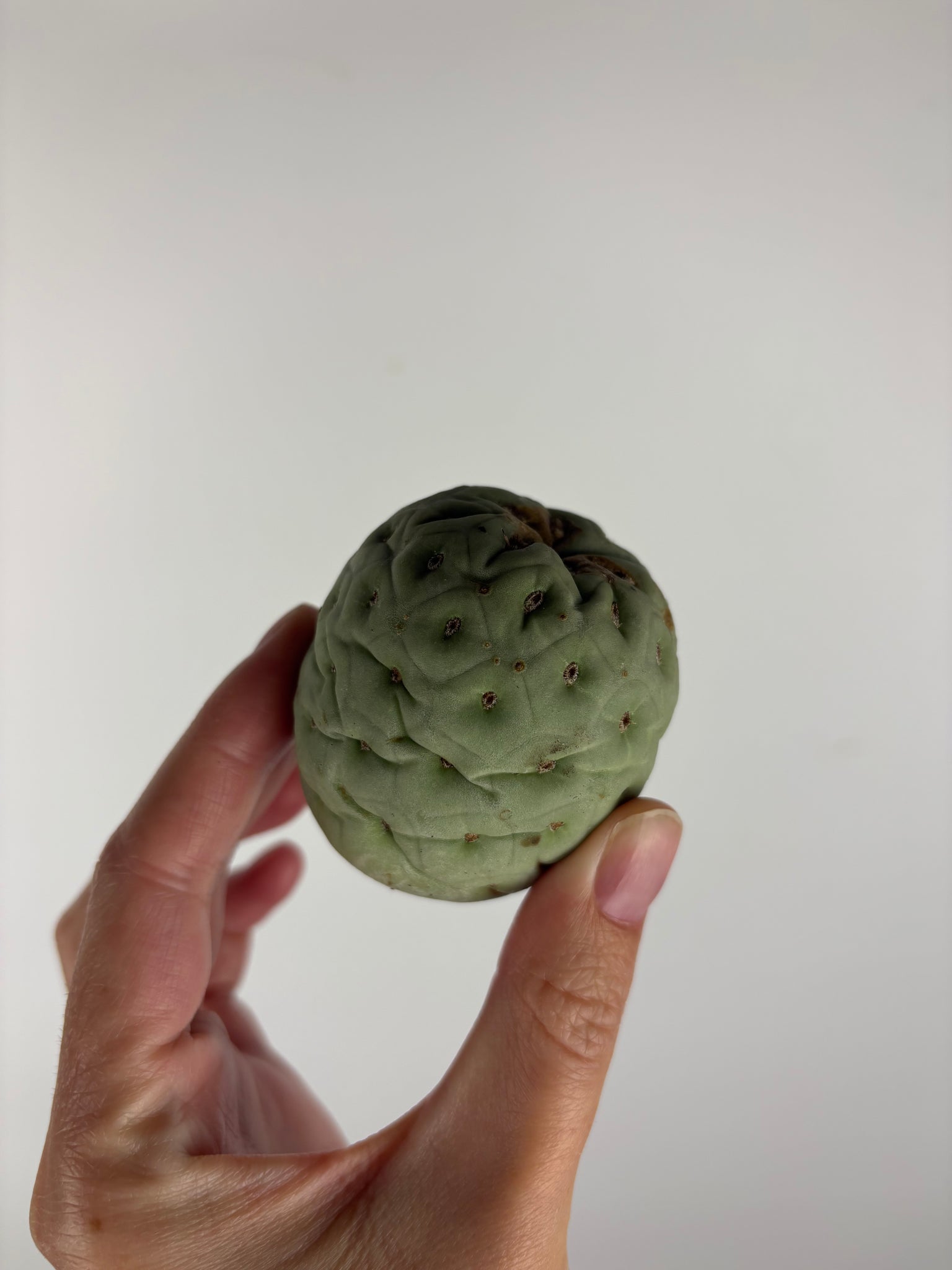 Tephrocactus geometricus 1