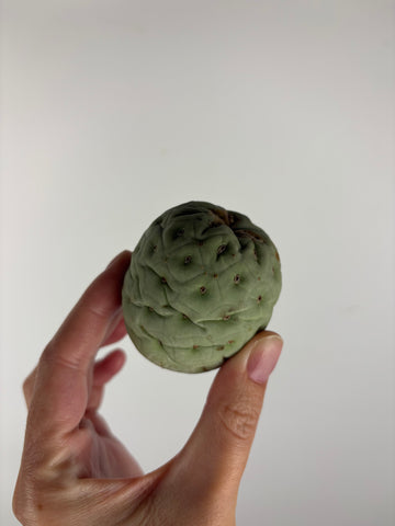 Tephrocactus geometricus 1