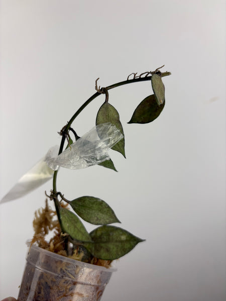 hoya lacunosa black pearl B