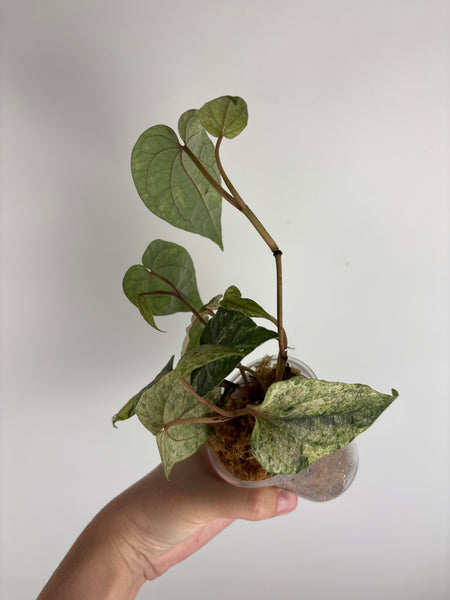Piper ornatum variegated