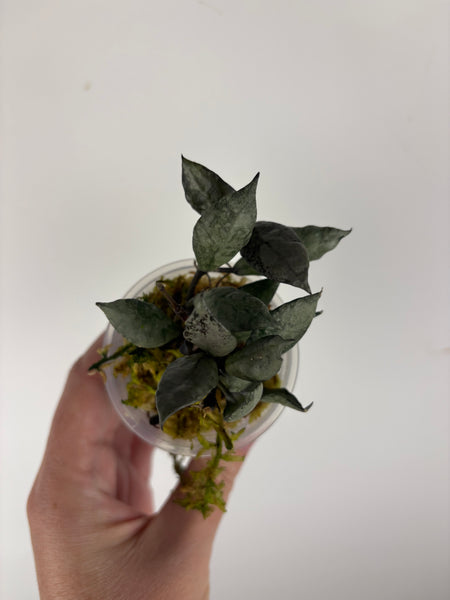 hoya lacunosa violet C