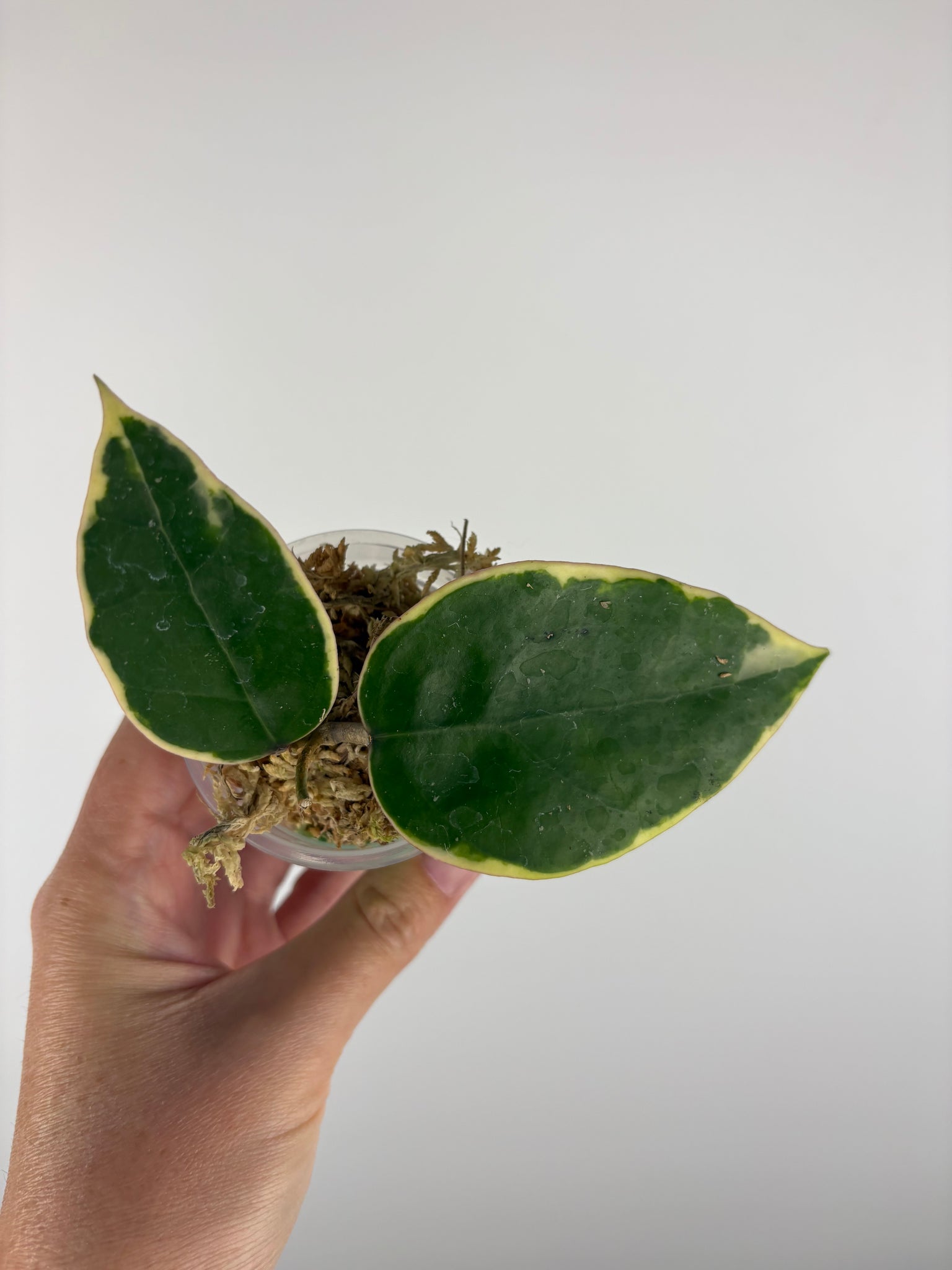 Hoya sp panglai west java albo 2
