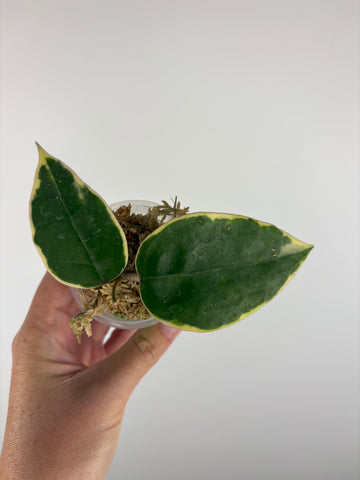 Hoya sp panglai west java albo 2