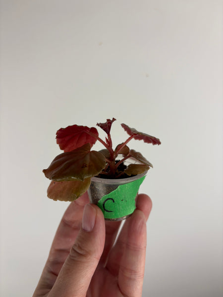 begonia cucullata pink reverted C