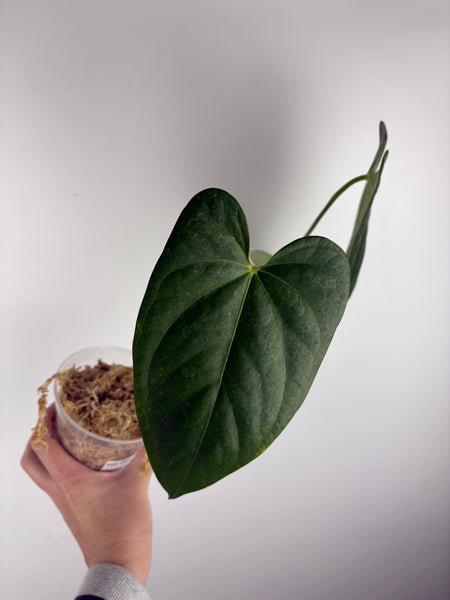 Anthurium dark pheonix x black nero B