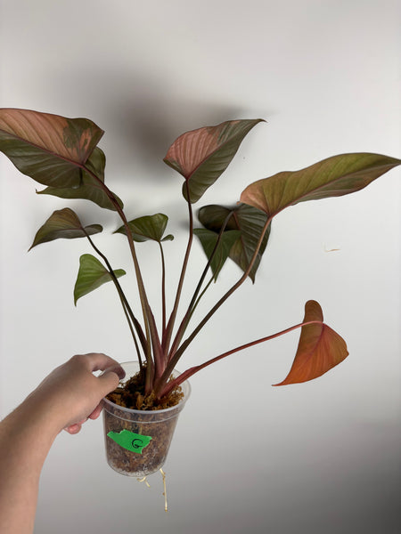 Homalomena pink diamond (Thailand) G
