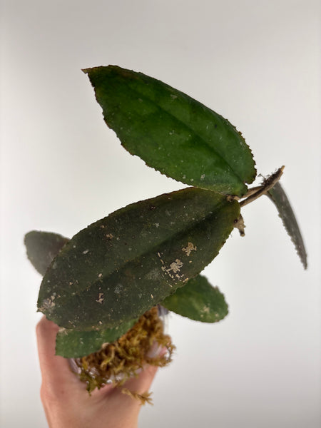 Hoya Undulata red A
