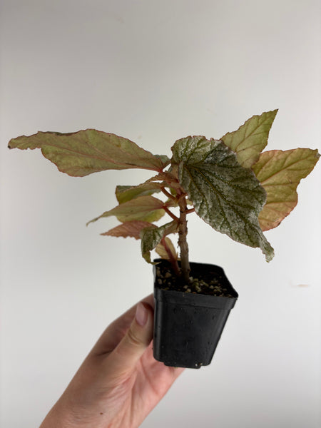Begonia frosty
