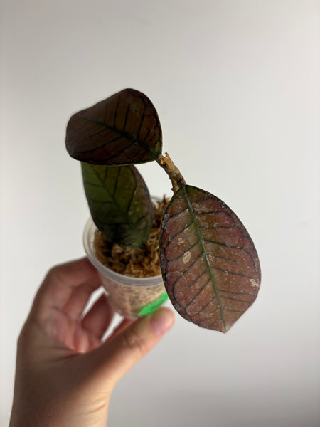 Hoya Gunung gading splash  A