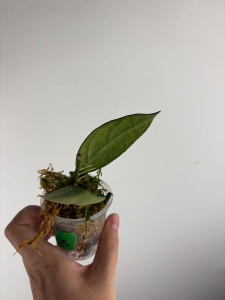 hoya Germany silver B