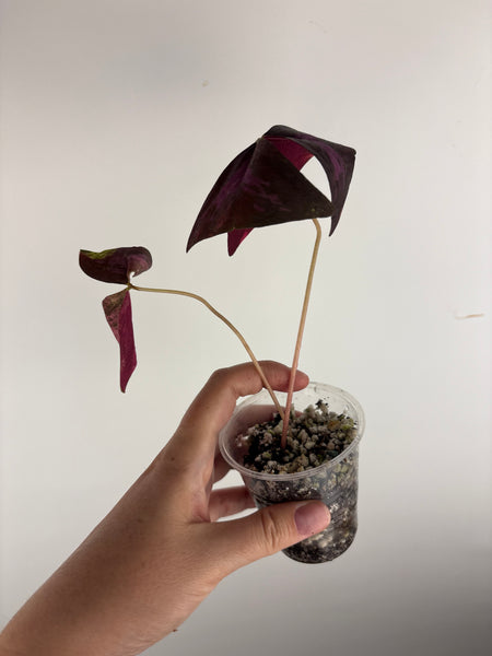 Oxalis triangularis variegated - low variegation