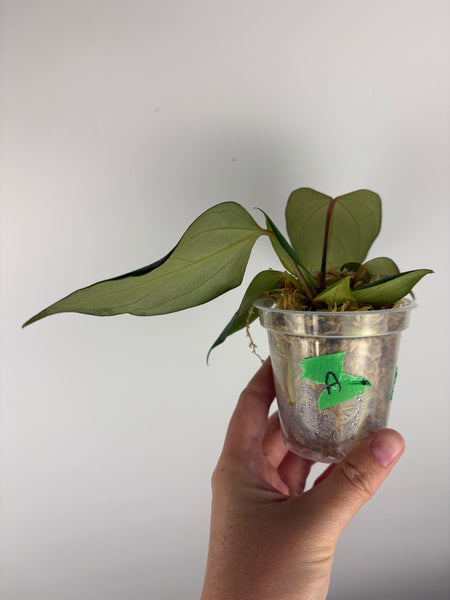 Anthurium Black sweet seed A