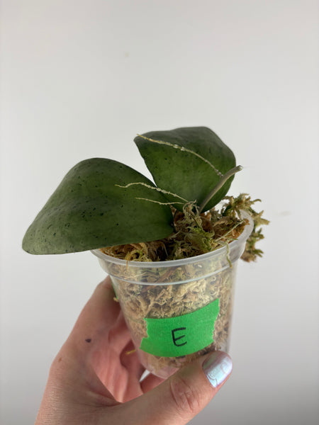 hoya menak sopal silver E