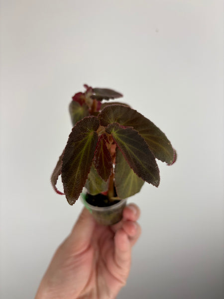 Begonia Withlacoochee variegated reverted B