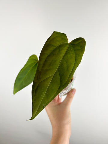 Anthurium papillilaminum Red stem x blue papillilaminum hybrid A