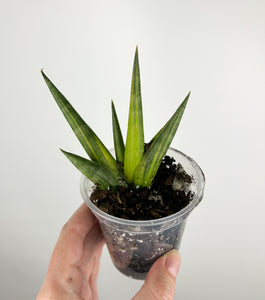 Sansevieria Boncel Variegated baby