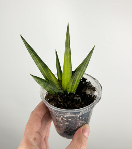 Sansevieria Boncel Variegated baby