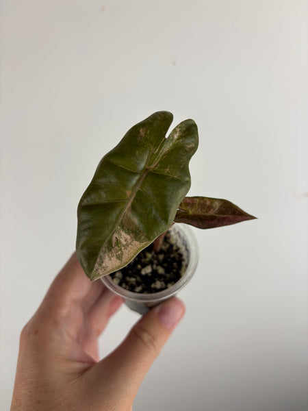 alocasia pseudo sanderiana bull pink variegated