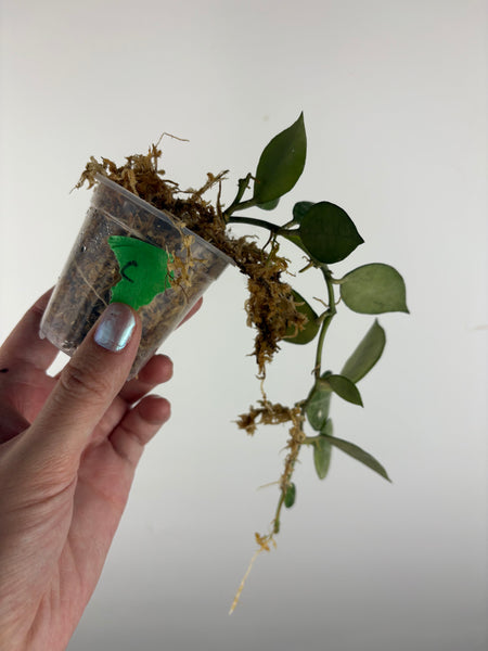 hoya lacunosa green mint C