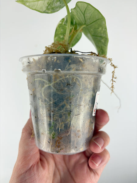 Alocasia Bisma platinum albo variegated