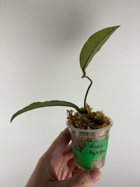 Hoya sp. Aceh 'Bur Perlak' A