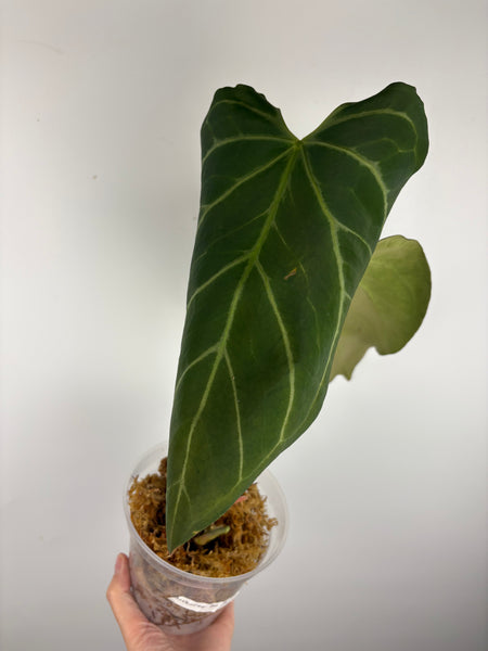 Anthurium KOS x Fort Sherman as is