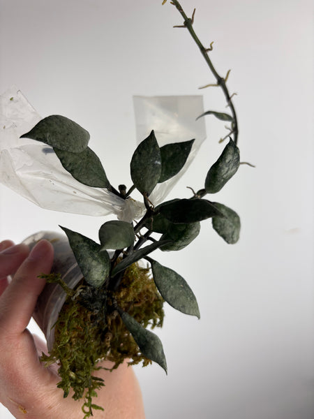 hoya lacunosa violet B