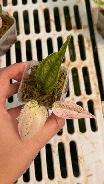 Dioscorea Crape Color (Thailand) unacclimated
