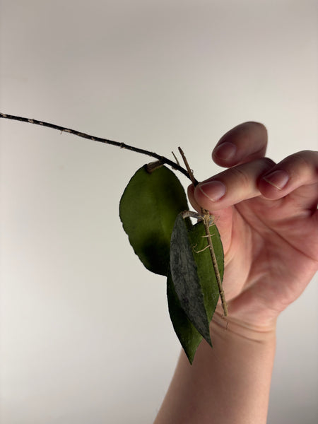 hoya caudata sparkling snow cutting