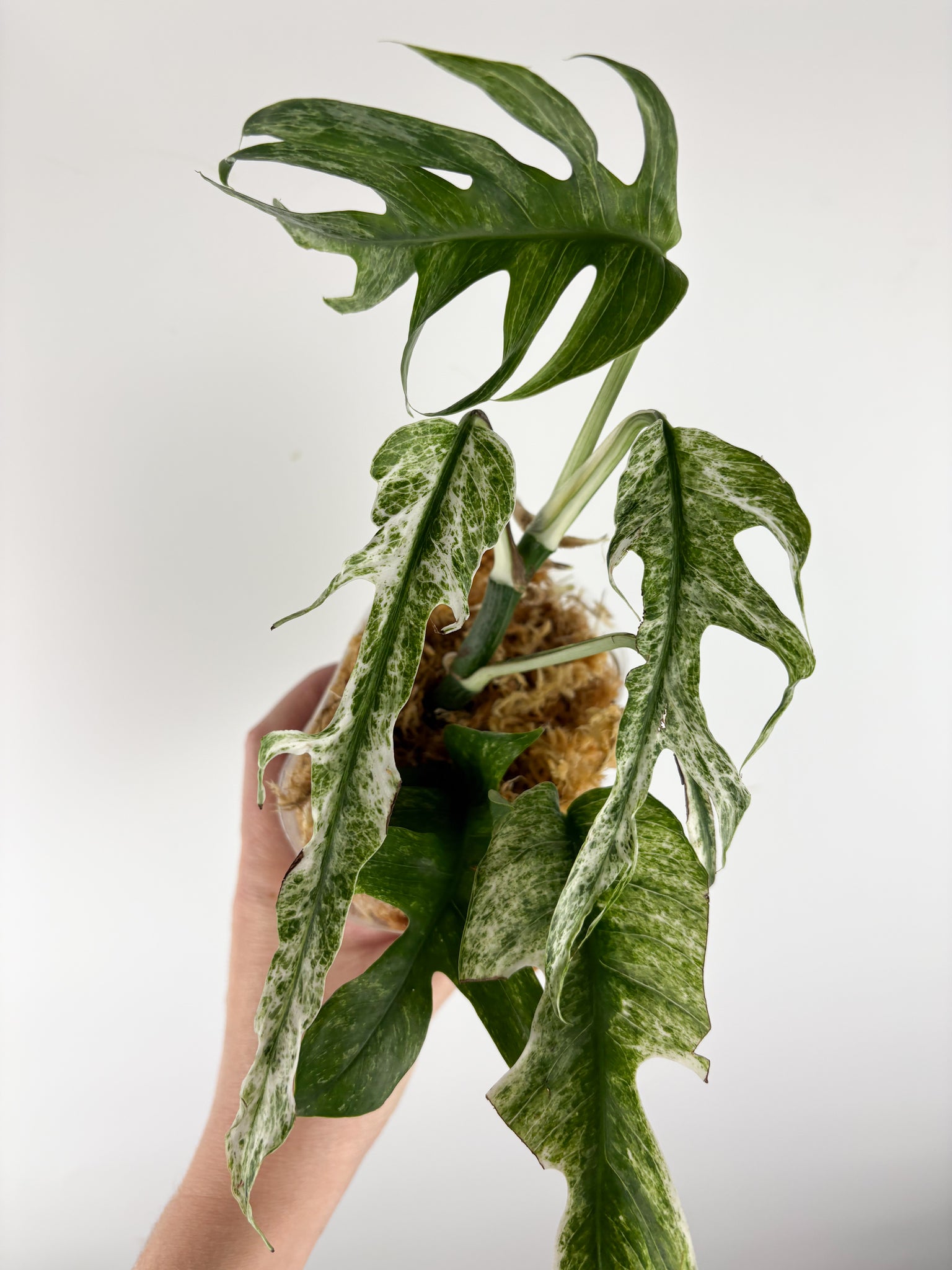 Epipremnum pinnatum devil monster