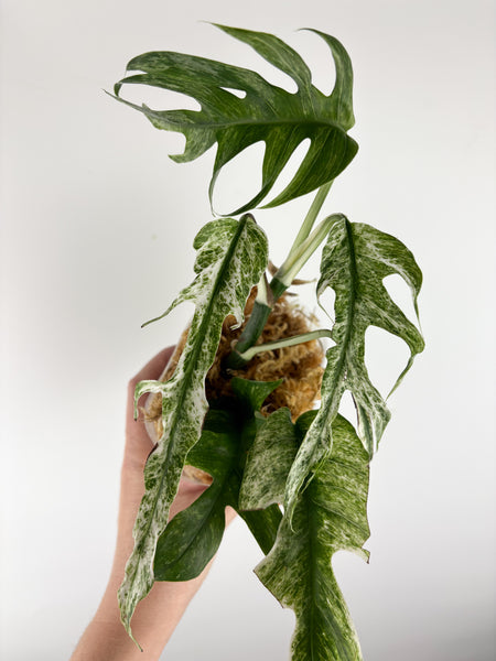 Epipremnum pinnatum devil monster