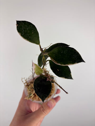 Hoya lacunosa 'Asami' (Wonosobo) 4