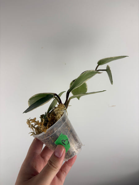 Hoya flamingo dream B