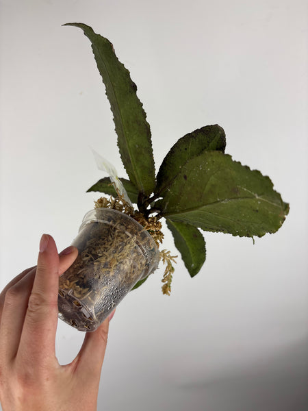 Hoya Undulata silver