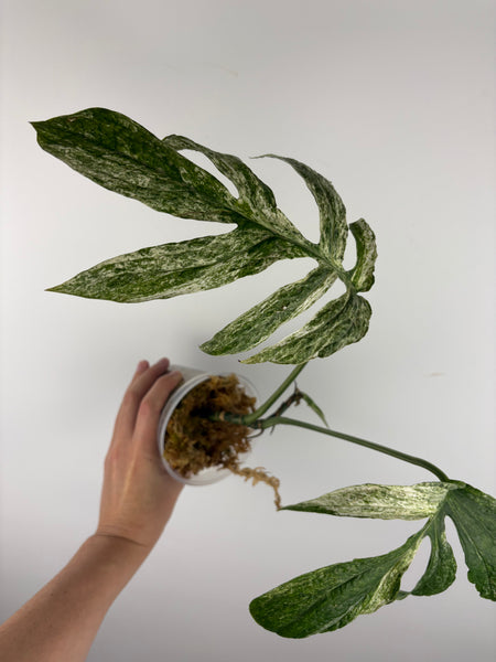 Amydrium variegated