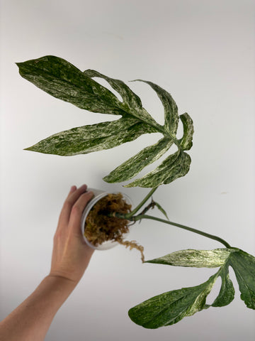 Amydrium variegated