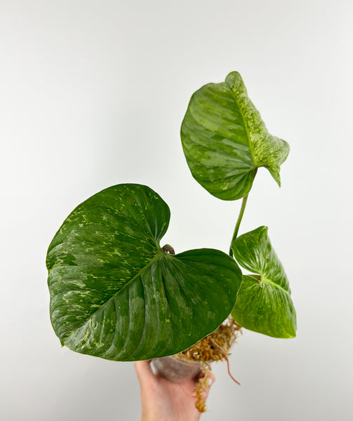 Philodendron sodiroi variegated