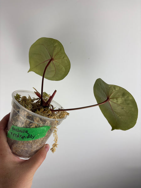 Anthurium michelle x red spider