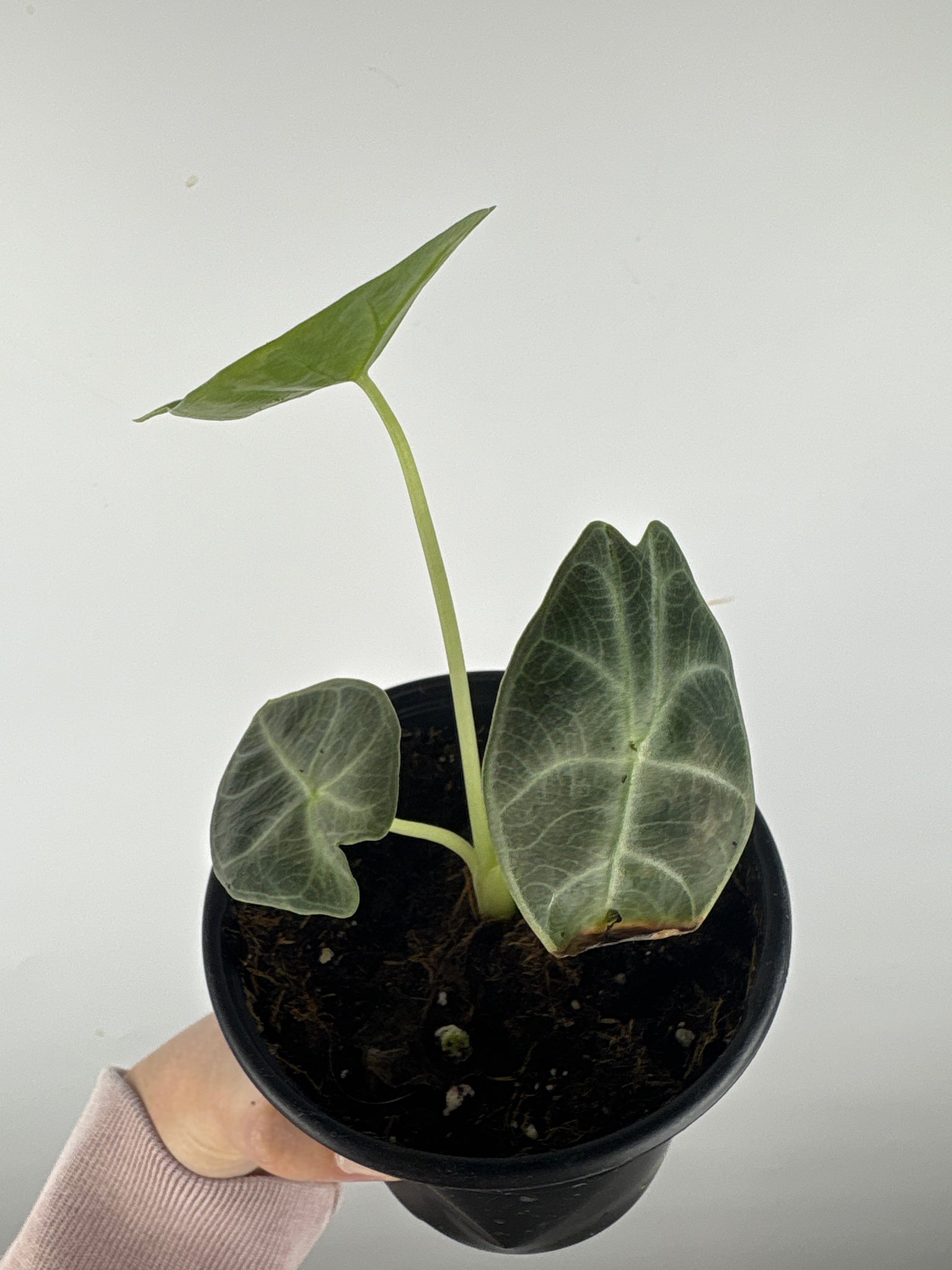 Alocasia Watsoniana low variegated aurea D
