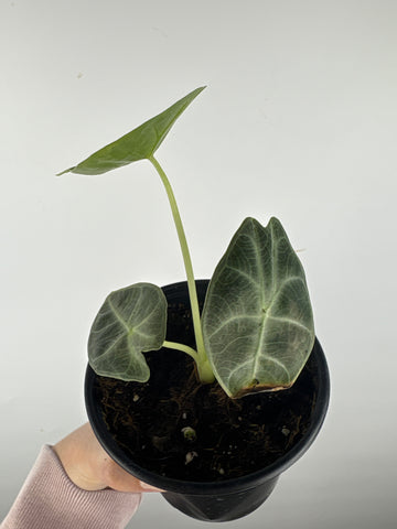 Alocasia Watsoniana low variegated aurea D