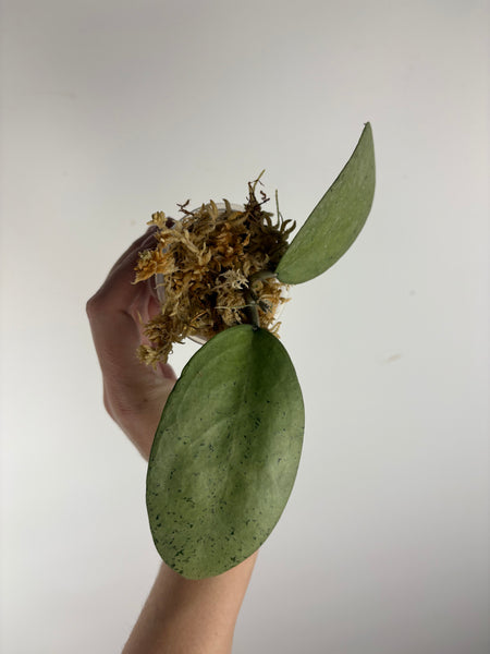 hoya menak sopal silver B