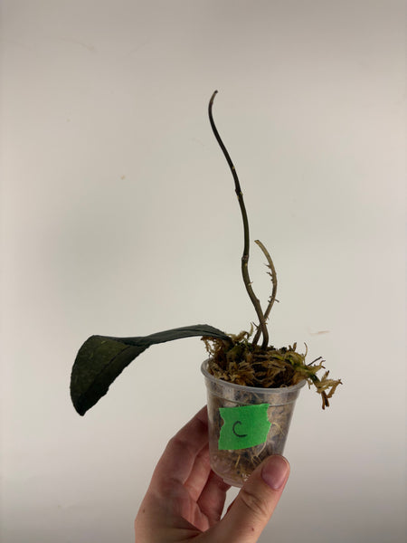 hoya clemensorium aceh splash C